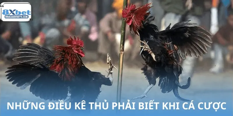 Những điều kê thủ cần biết khi cược tại nhà cái